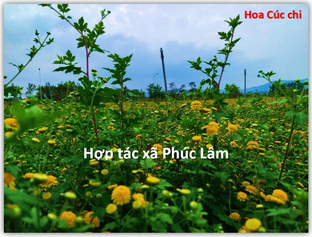 Hoa Cúc chi - HTX Phúc Lâm